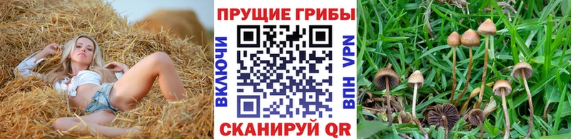 Галлюциногенные грибы Magic Shrooms где продают наркотики omg ТОР дарк нет Telegram Няндома
